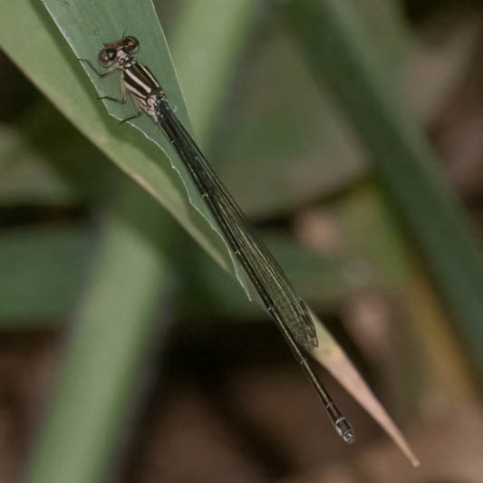 Pseudagrion ignifer female-1.jpg